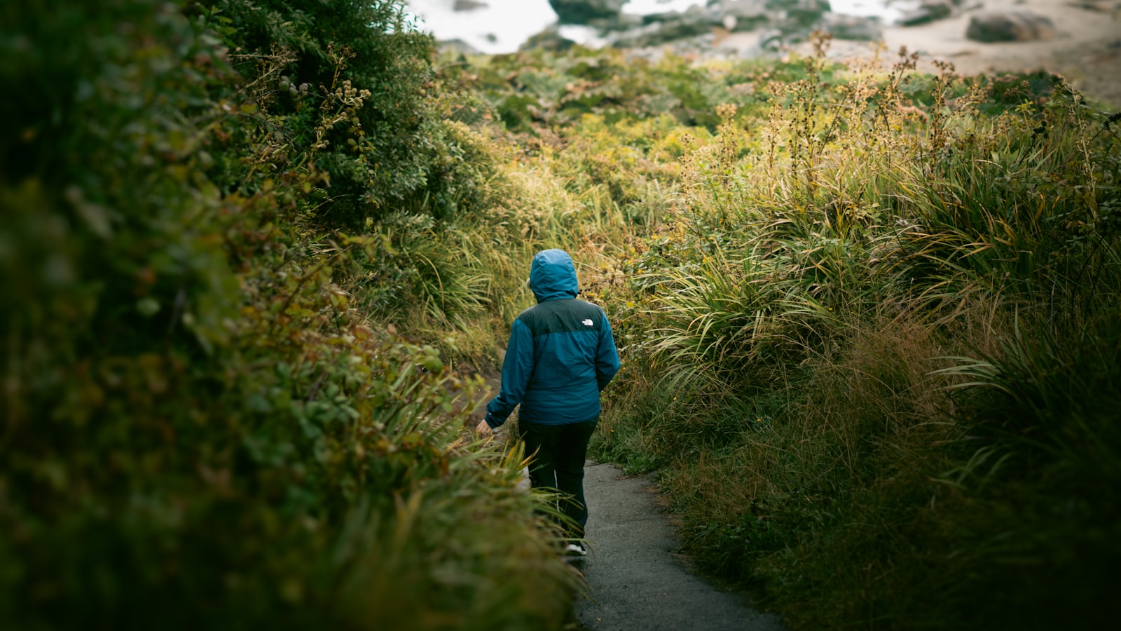 Person walking on a path through green foliage.